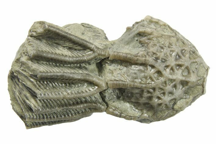 Fossil Crinoid (Pycnocrinus) - Indiana #269774